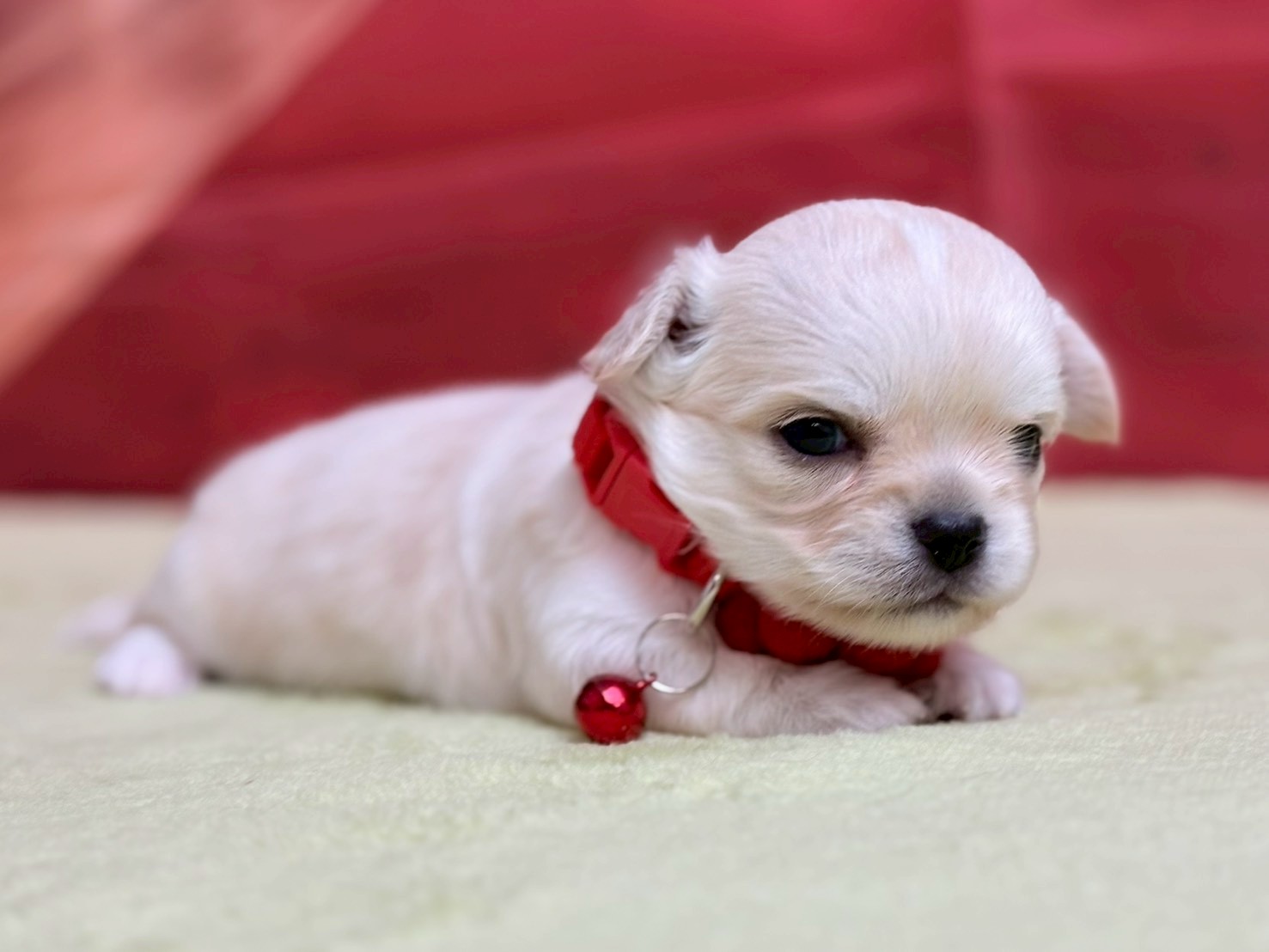 赤ちゃん写真2-2