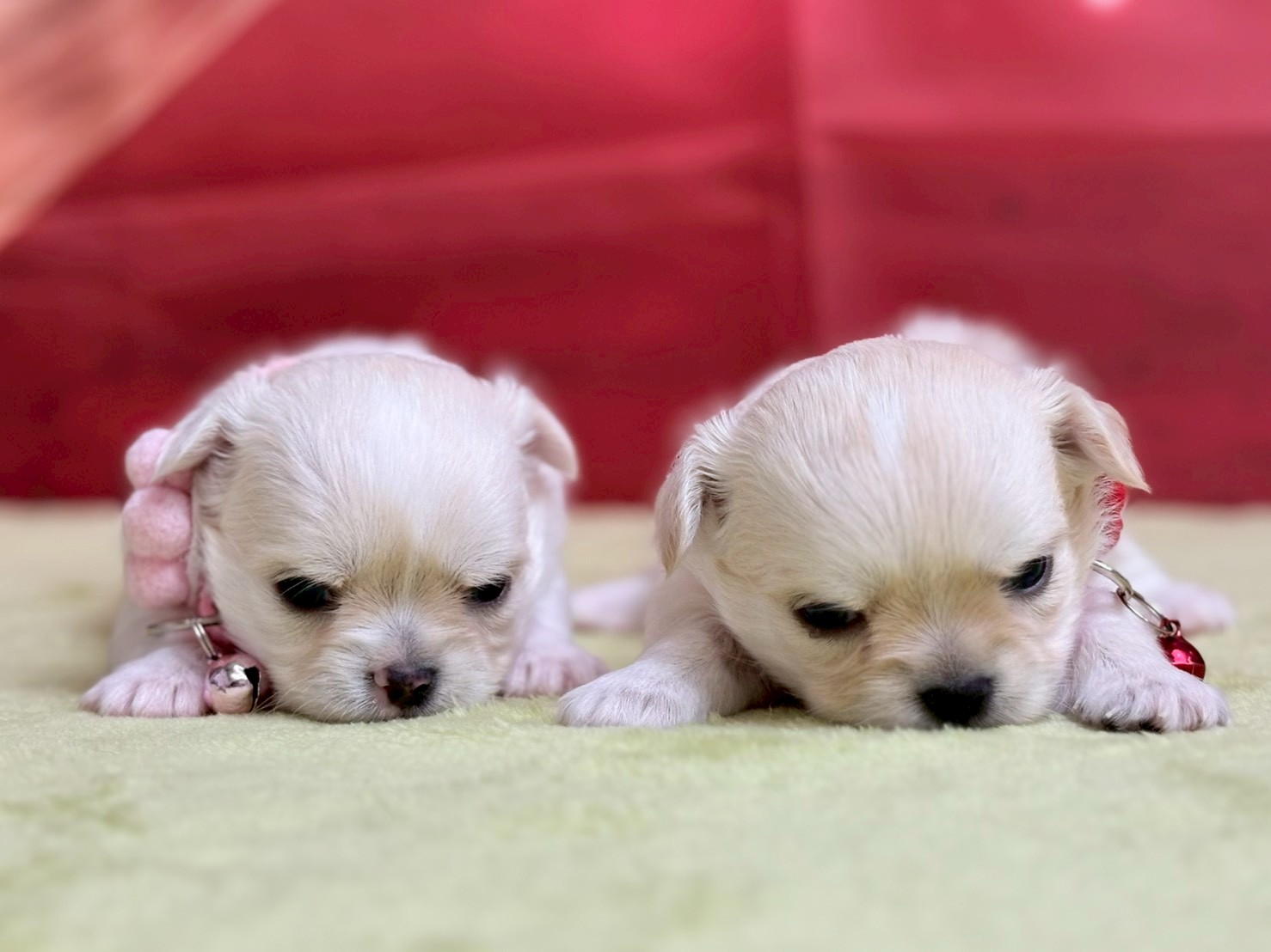 赤ちゃん写真2-3