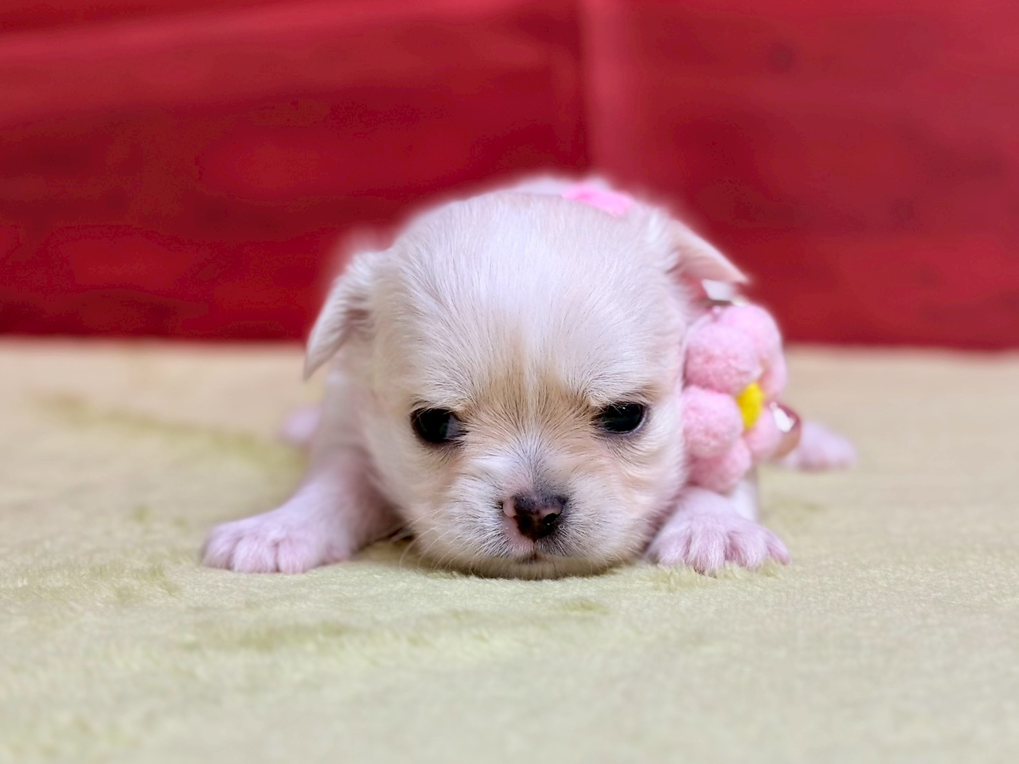 赤ちゃん写真2-1