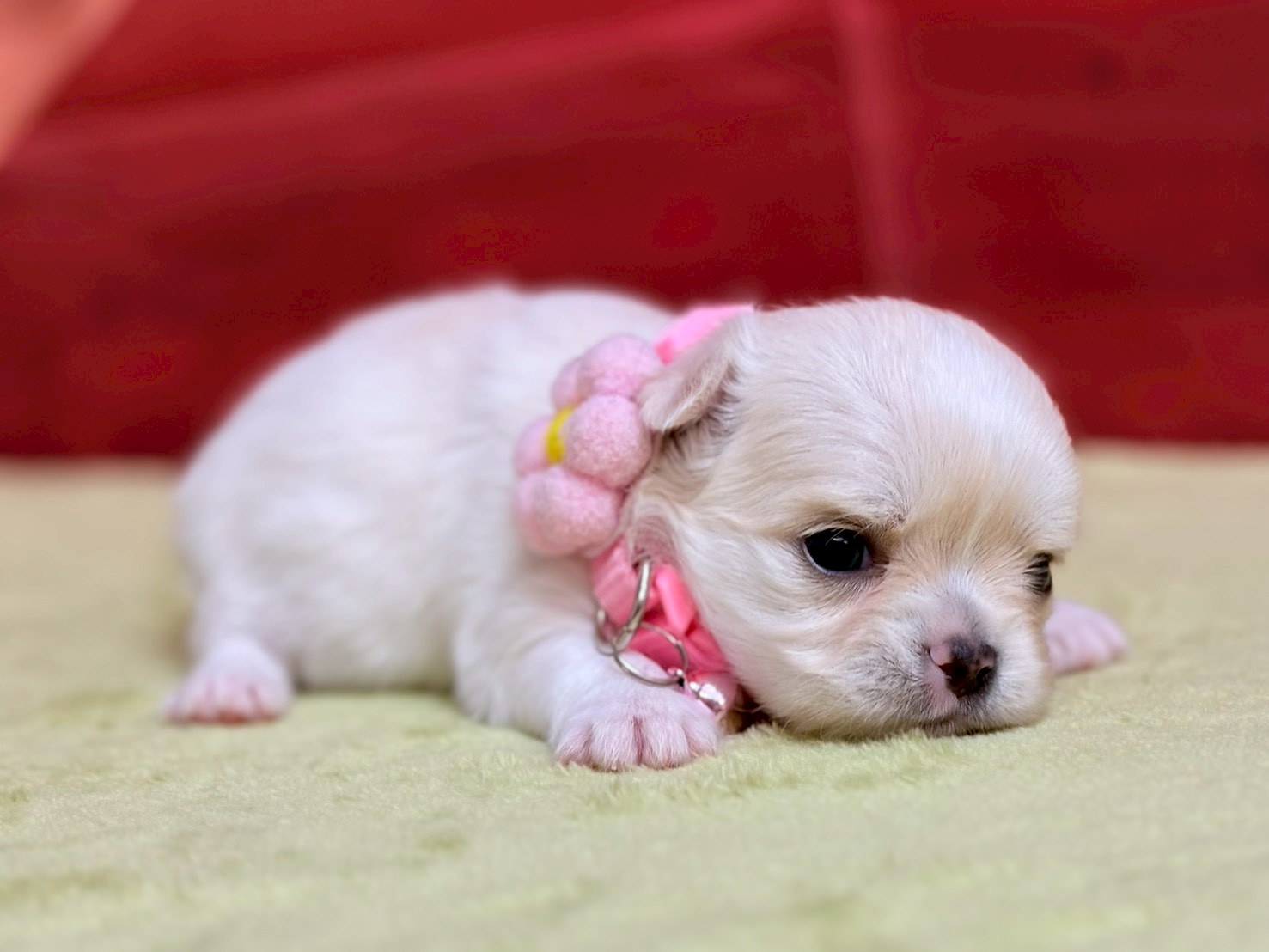 赤ちゃん写真2-2