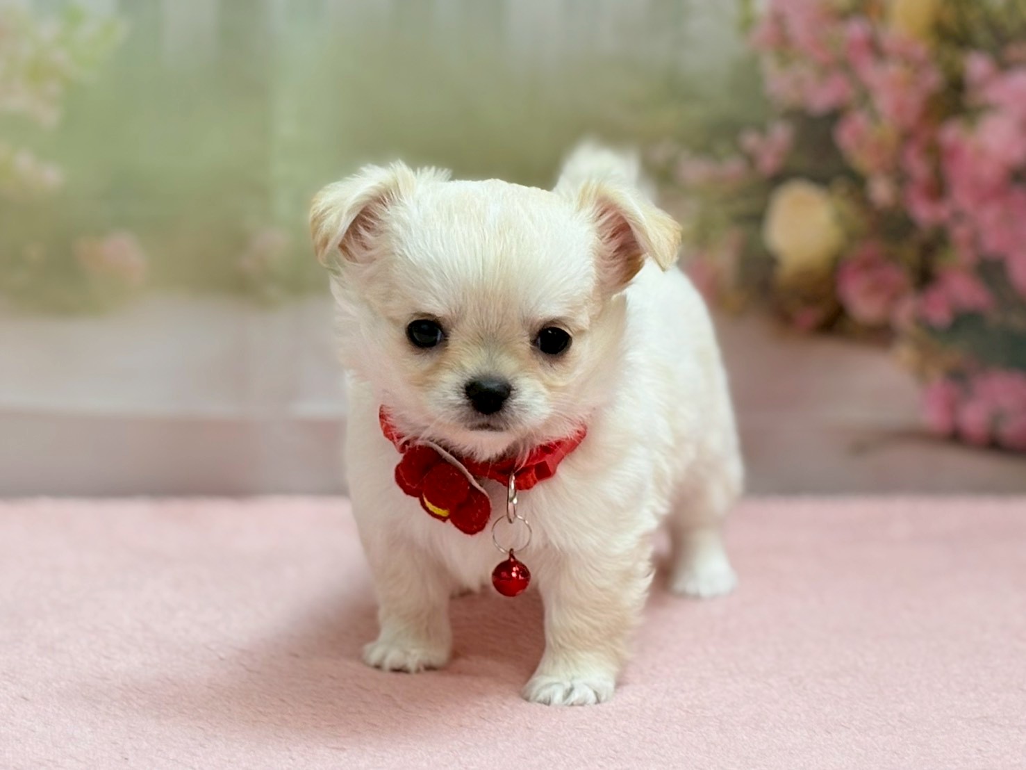 赤ちゃん写真3-1