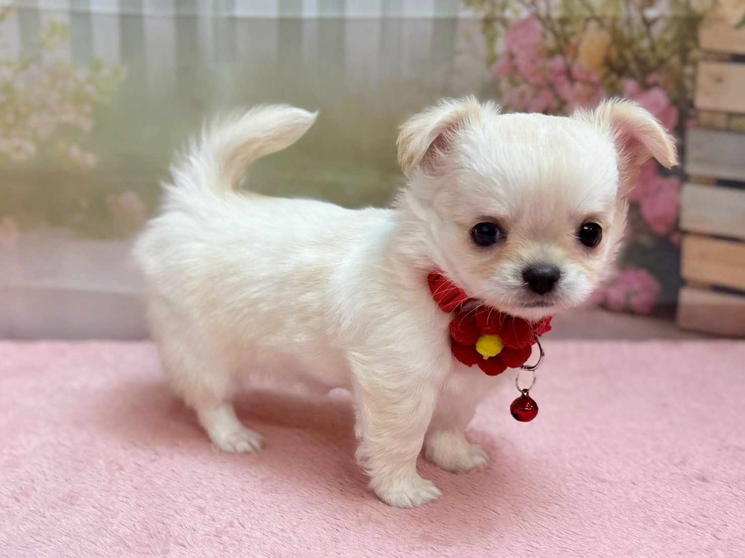 赤ちゃん写真3-2