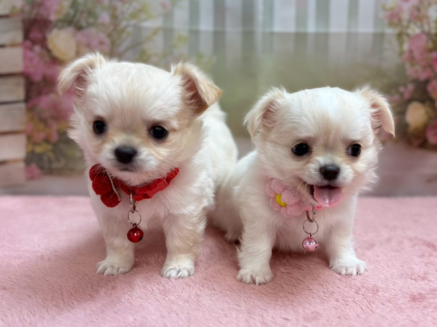 赤ちゃん写真3-3