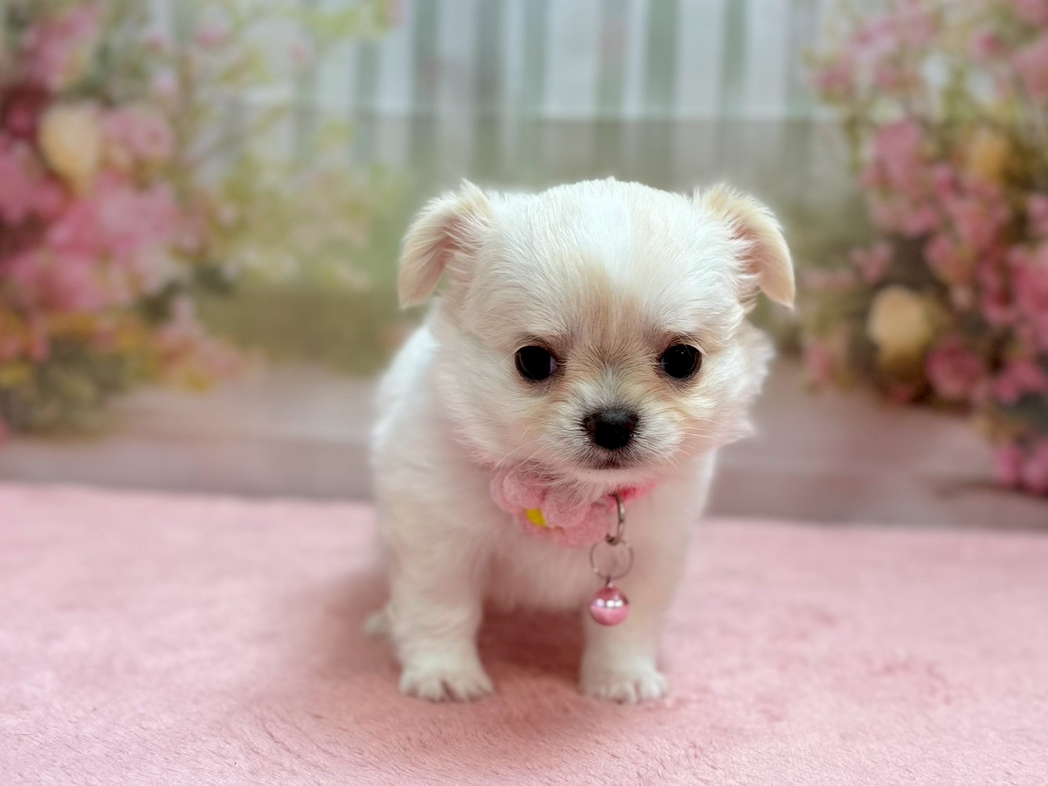 チワワ（ロングコート）