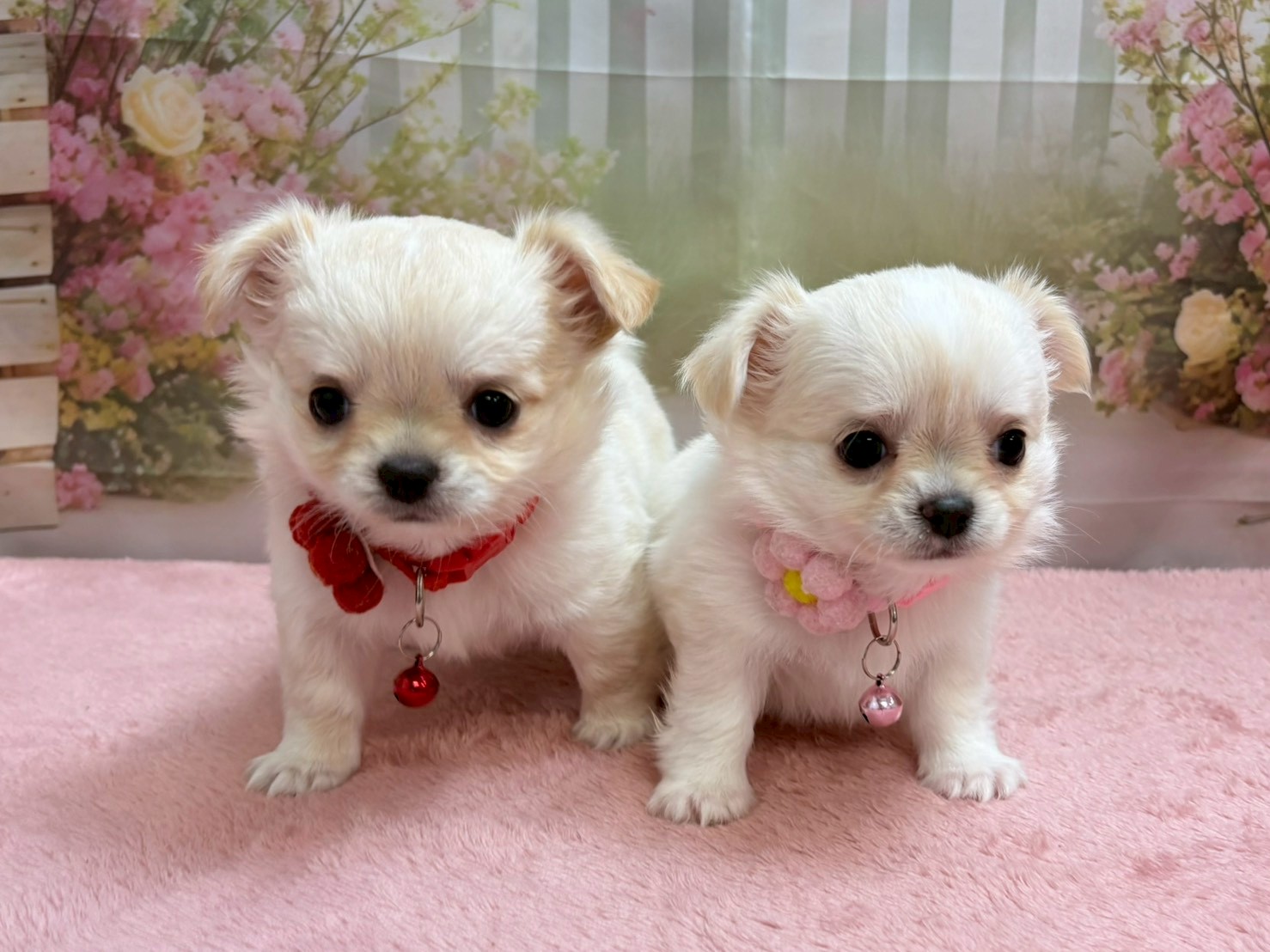 赤ちゃん写真3-3