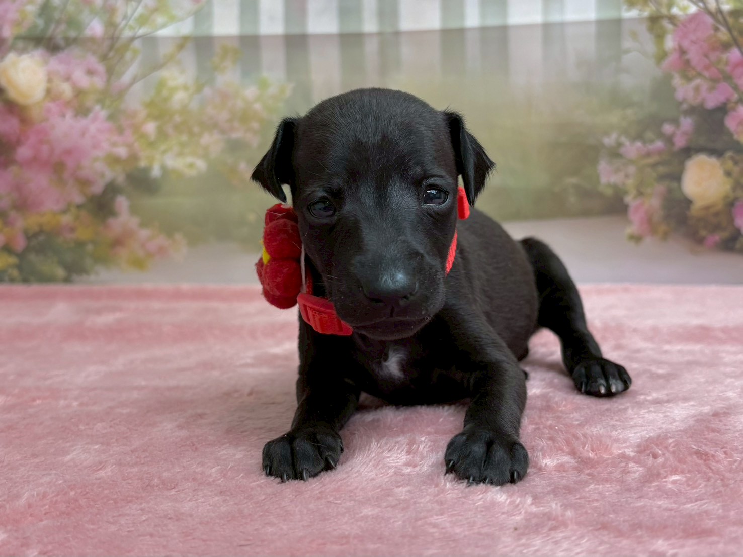 赤ちゃん写真2-1