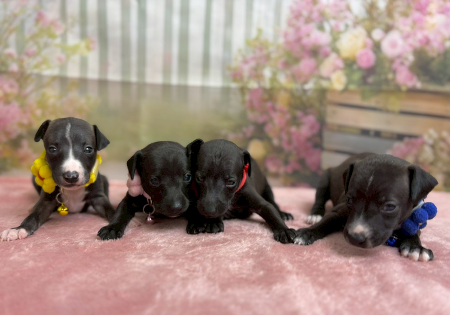 赤ちゃん写真2-3