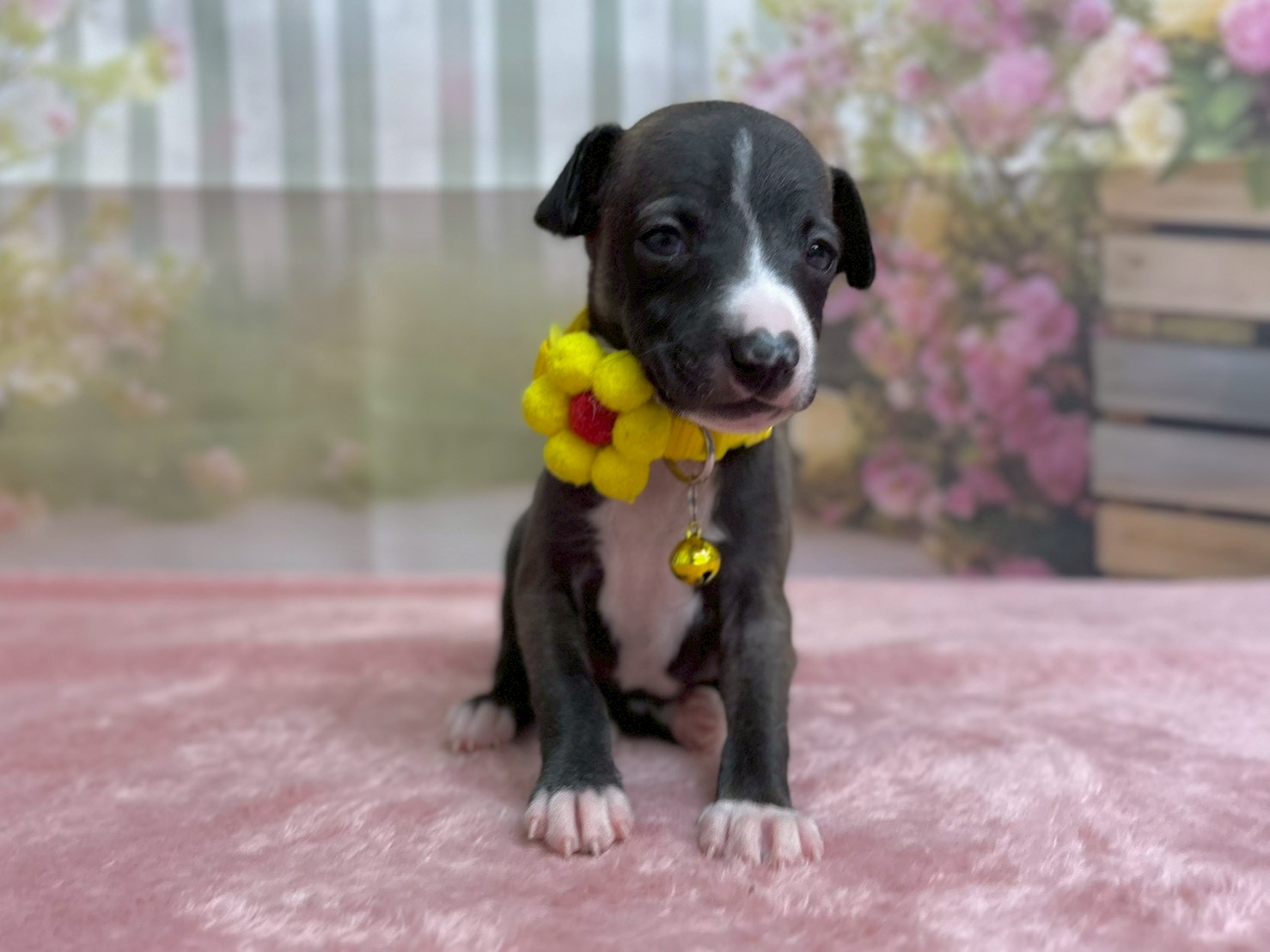 イタリアングレーハウンド