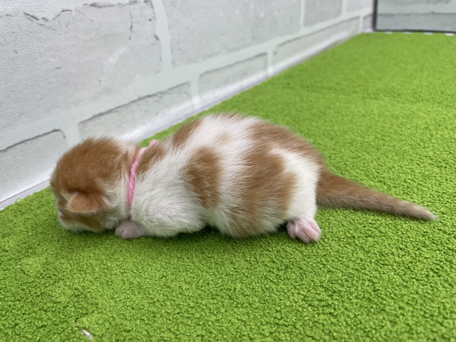 赤ちゃん写真1-2