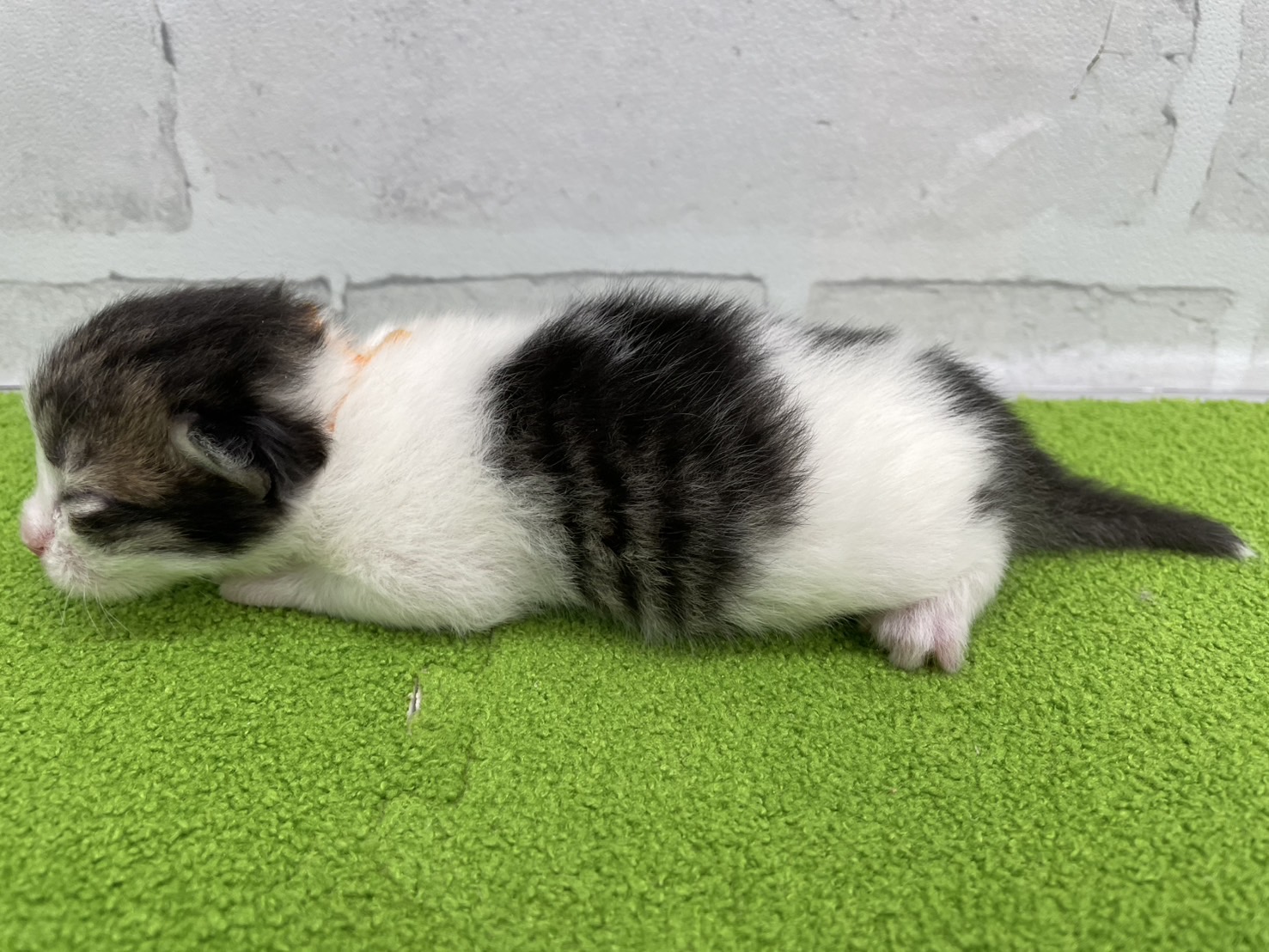 赤ちゃん写真1-2