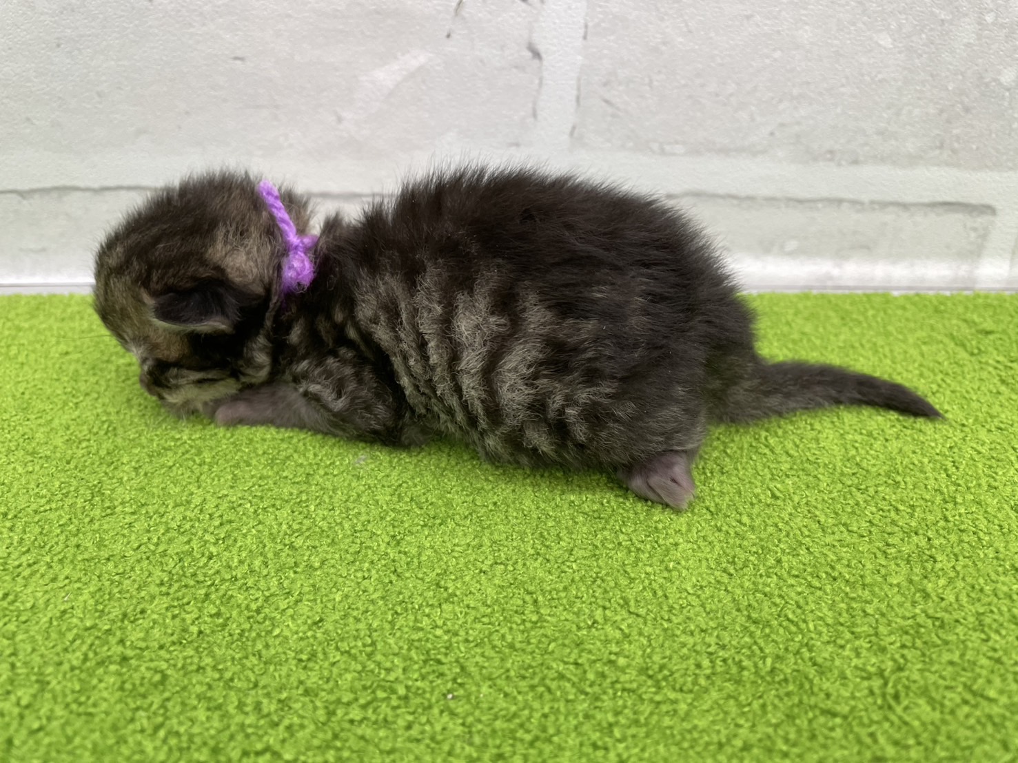 赤ちゃん写真1-2