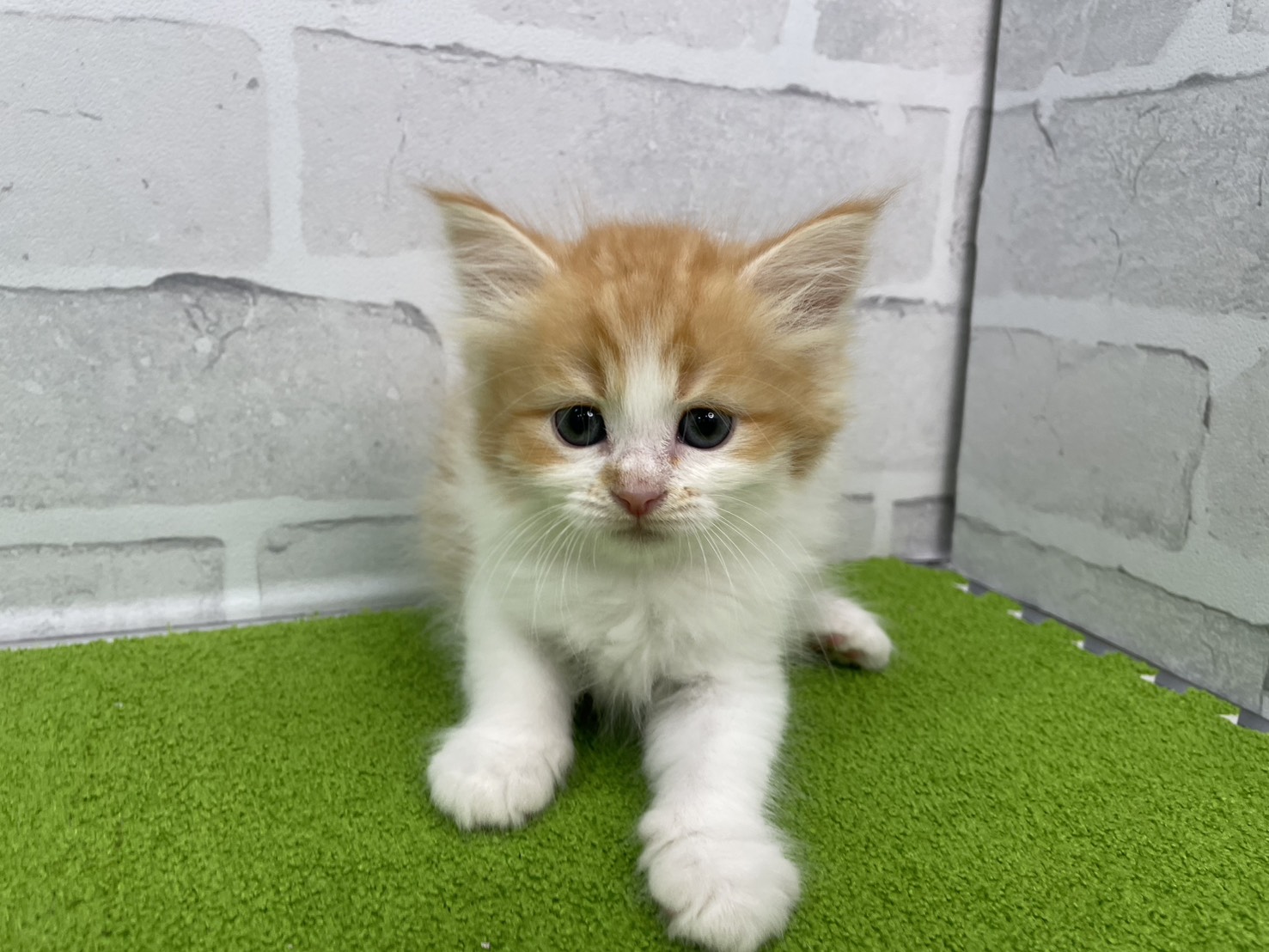 赤ちゃん写真2-1