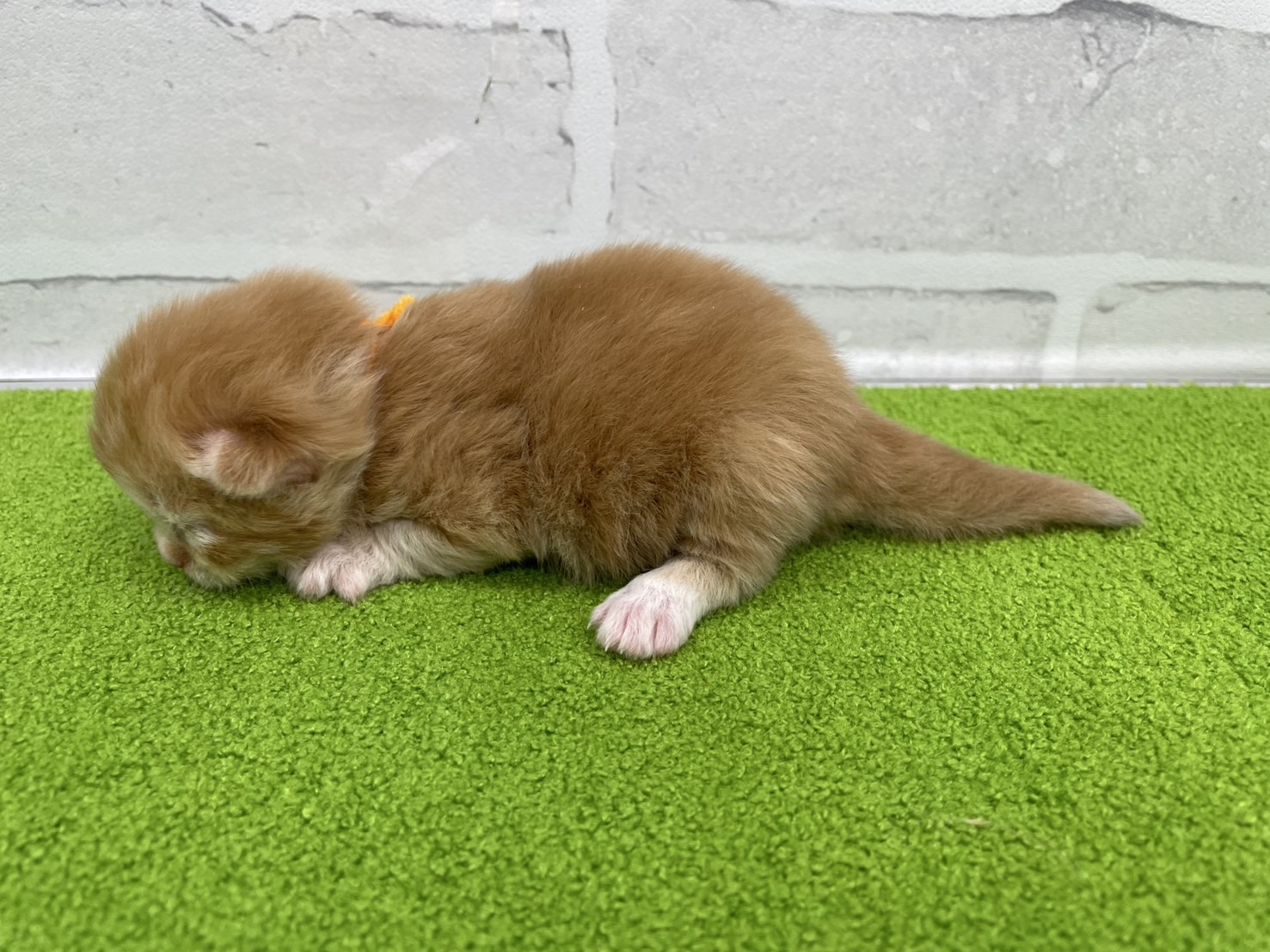 赤ちゃん写真1-2