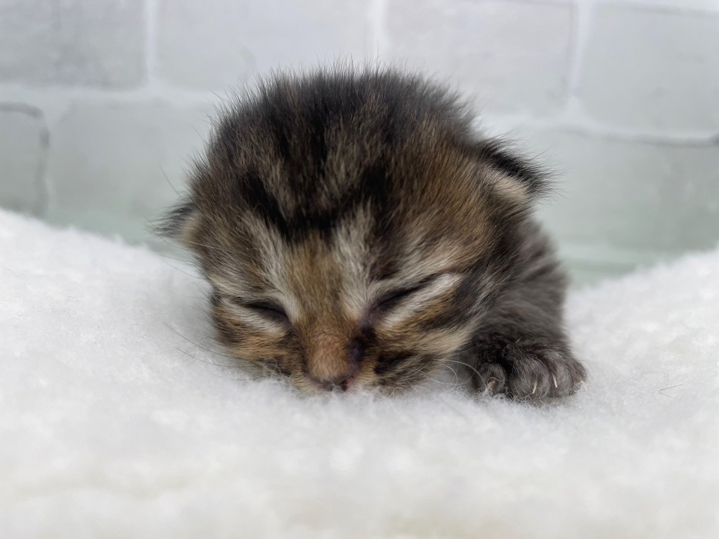 ミヌエット（長足）