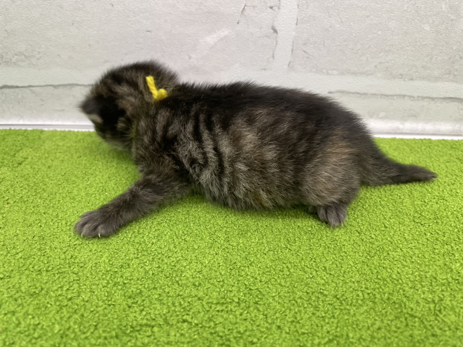 赤ちゃん写真1-2