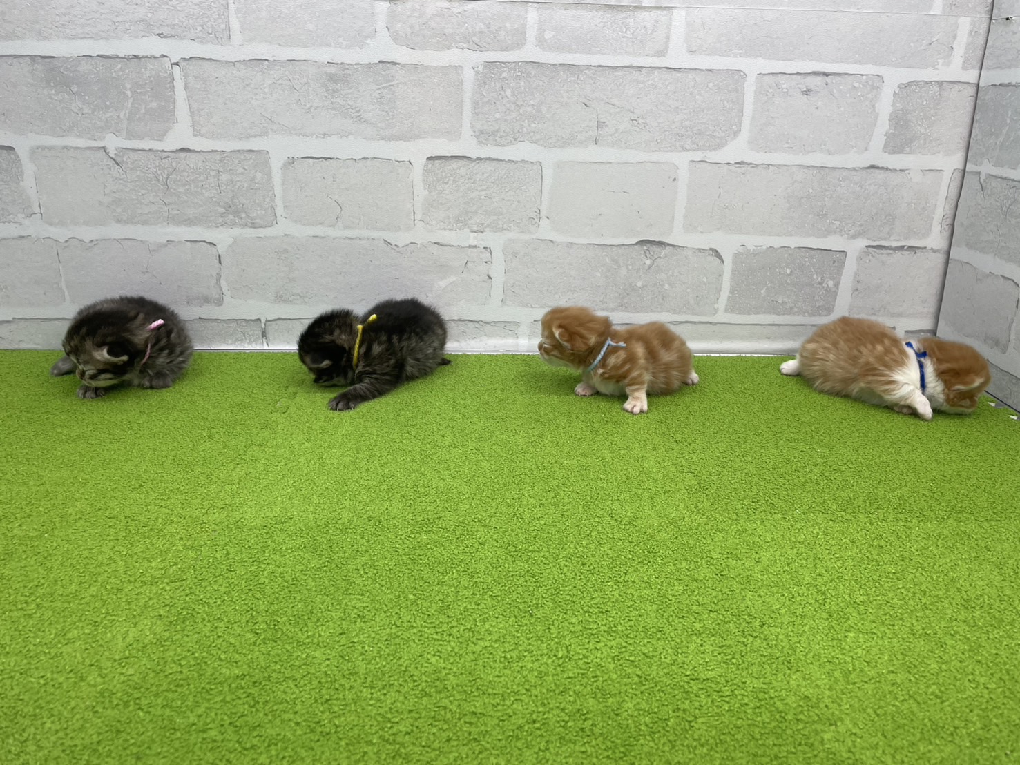 赤ちゃん写真1-3