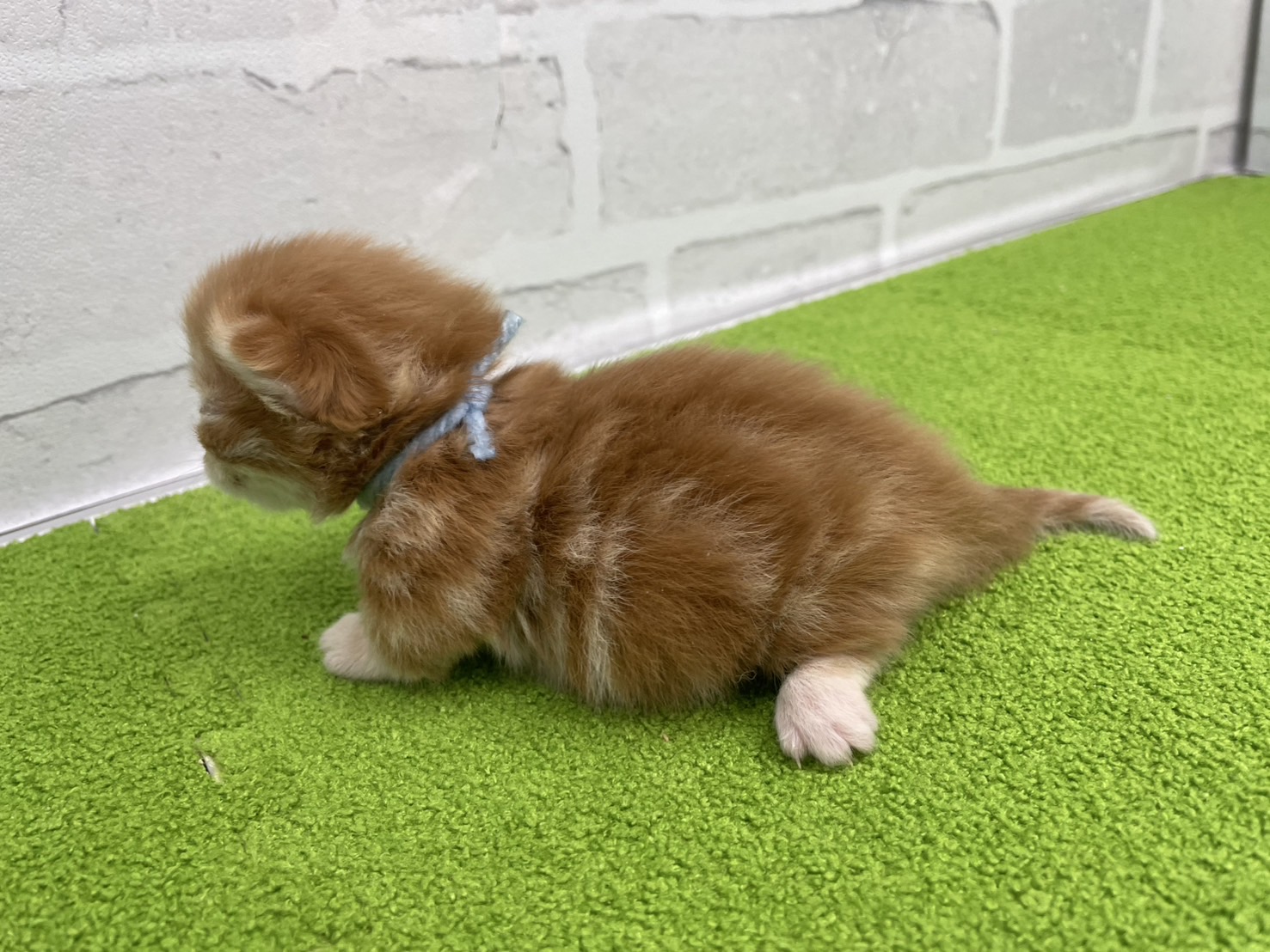 赤ちゃん写真1-2