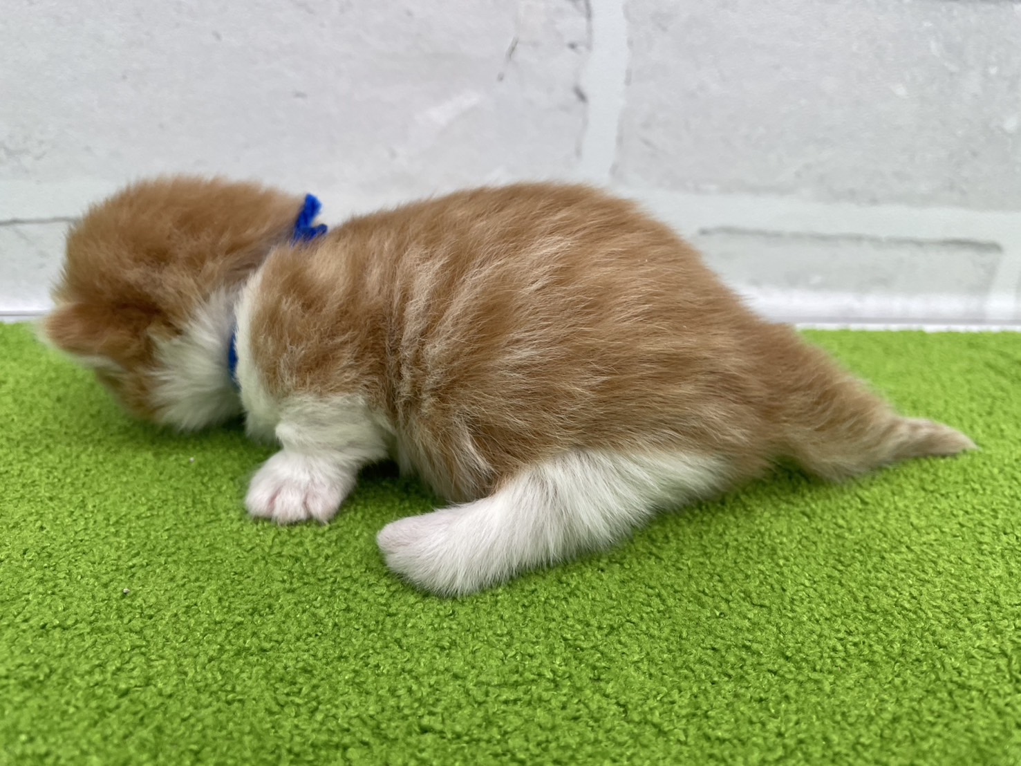 赤ちゃん写真1-2