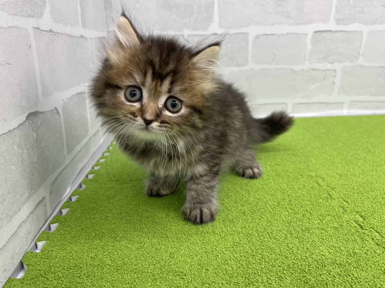 ミヌエット（長足）