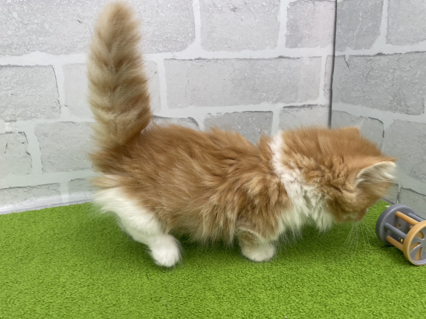 赤ちゃん写真2-2