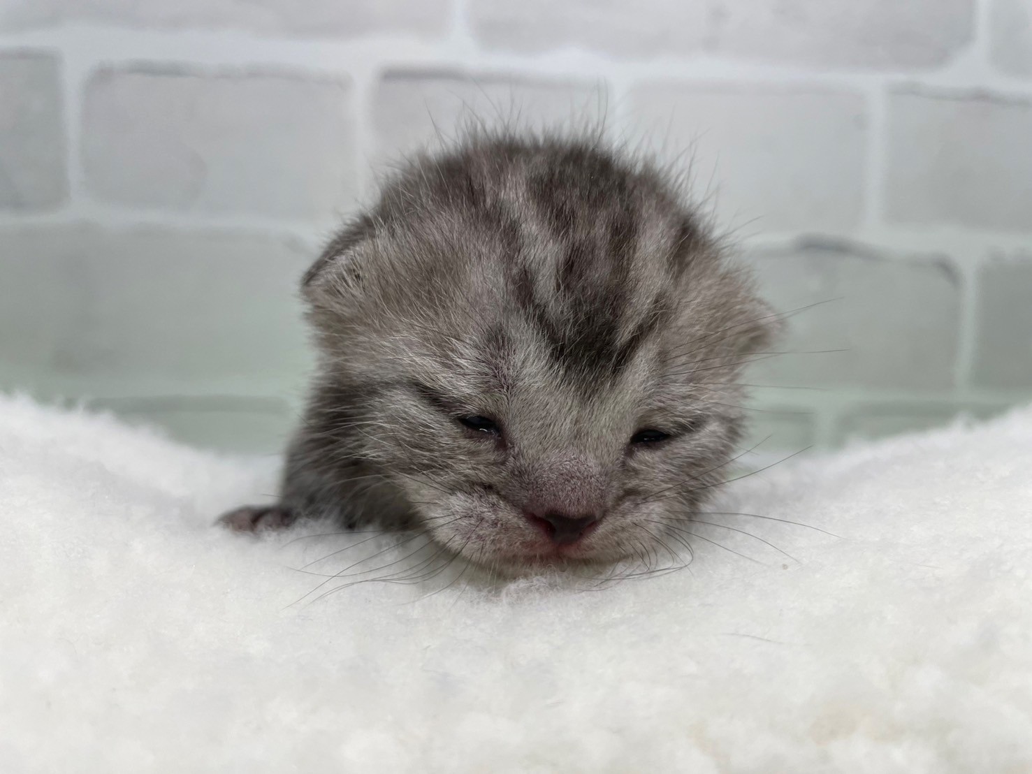アメリカンショートヘアー