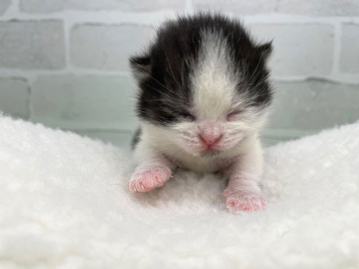 スコティッシュフォールド