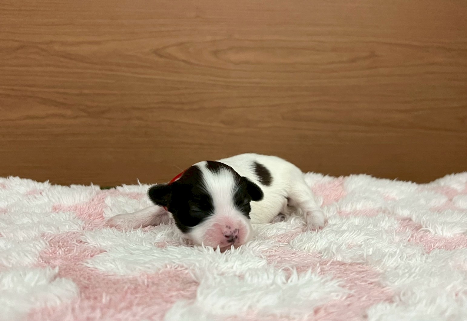 赤ちゃん写真1-1