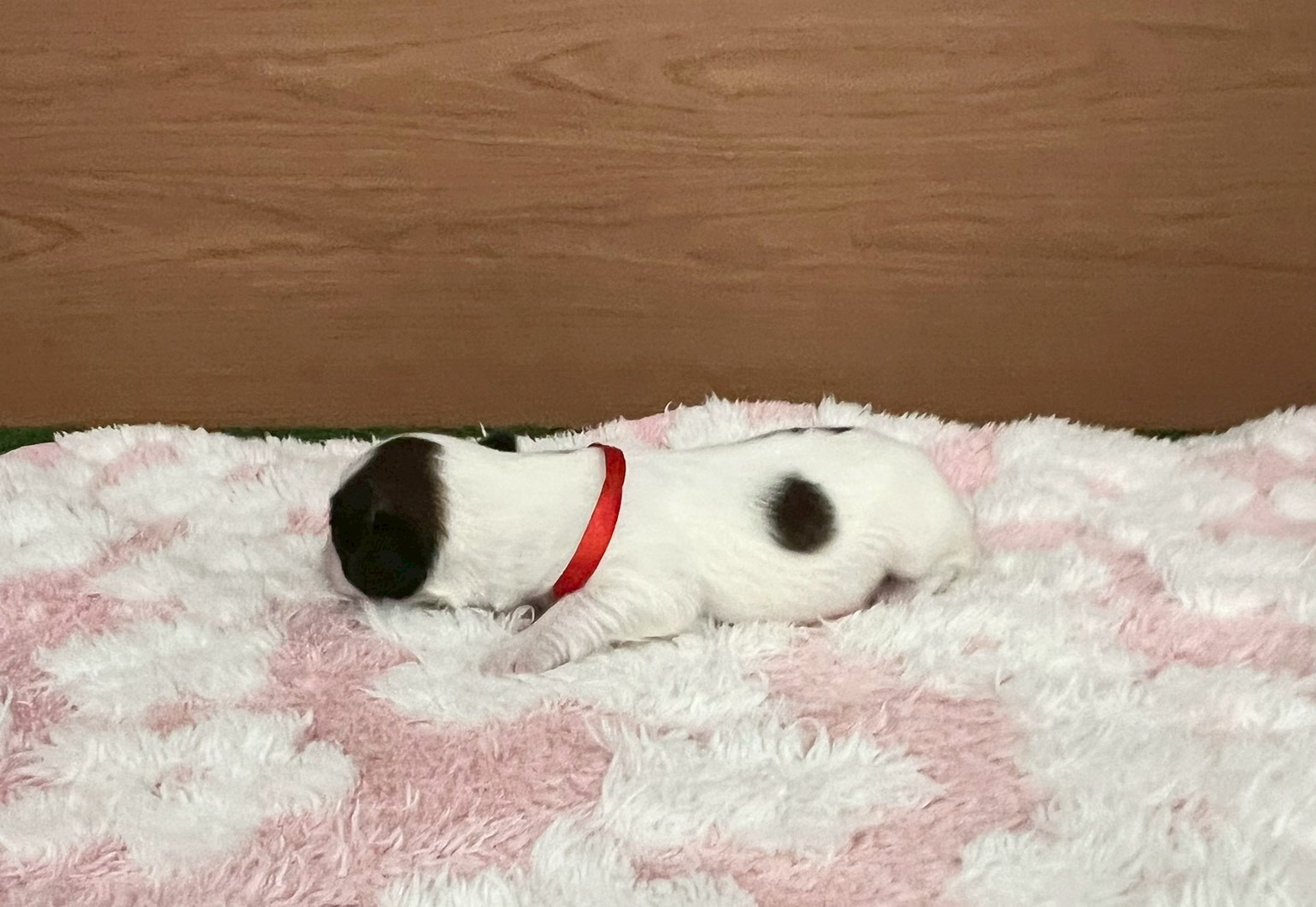赤ちゃん写真1-2