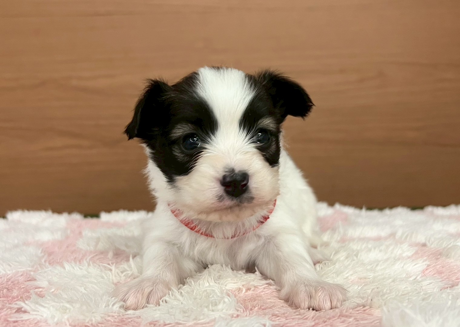 赤ちゃん写真2-1