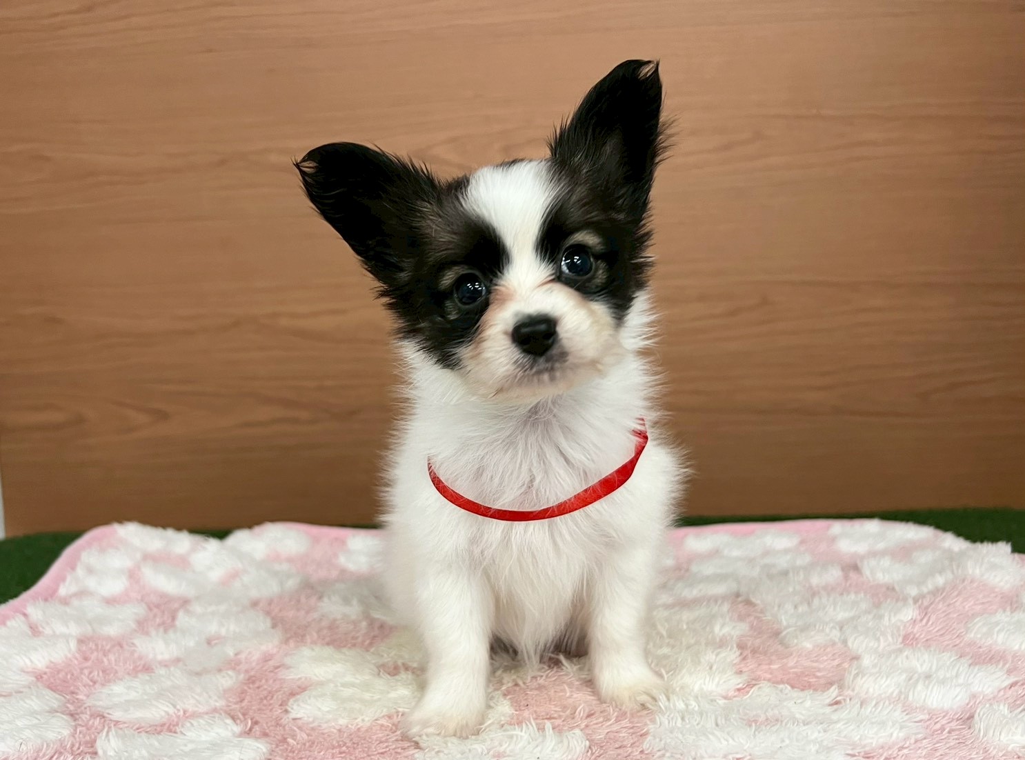 赤ちゃん写真3-1