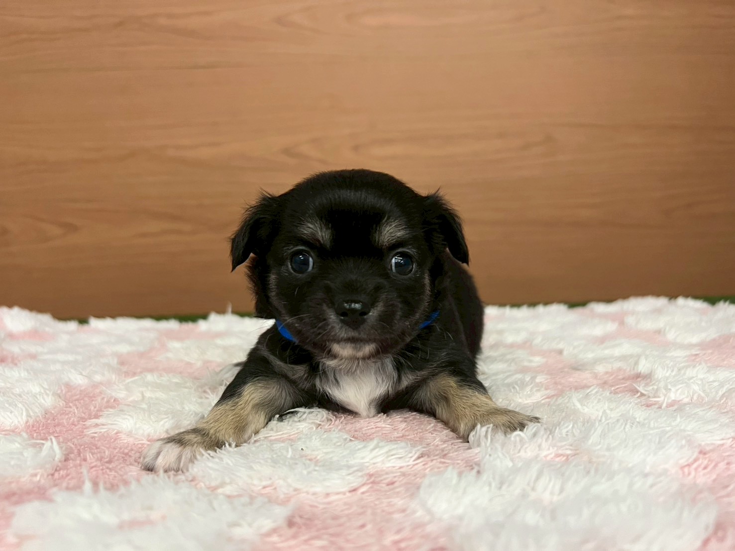 チワワ（ロングコート）