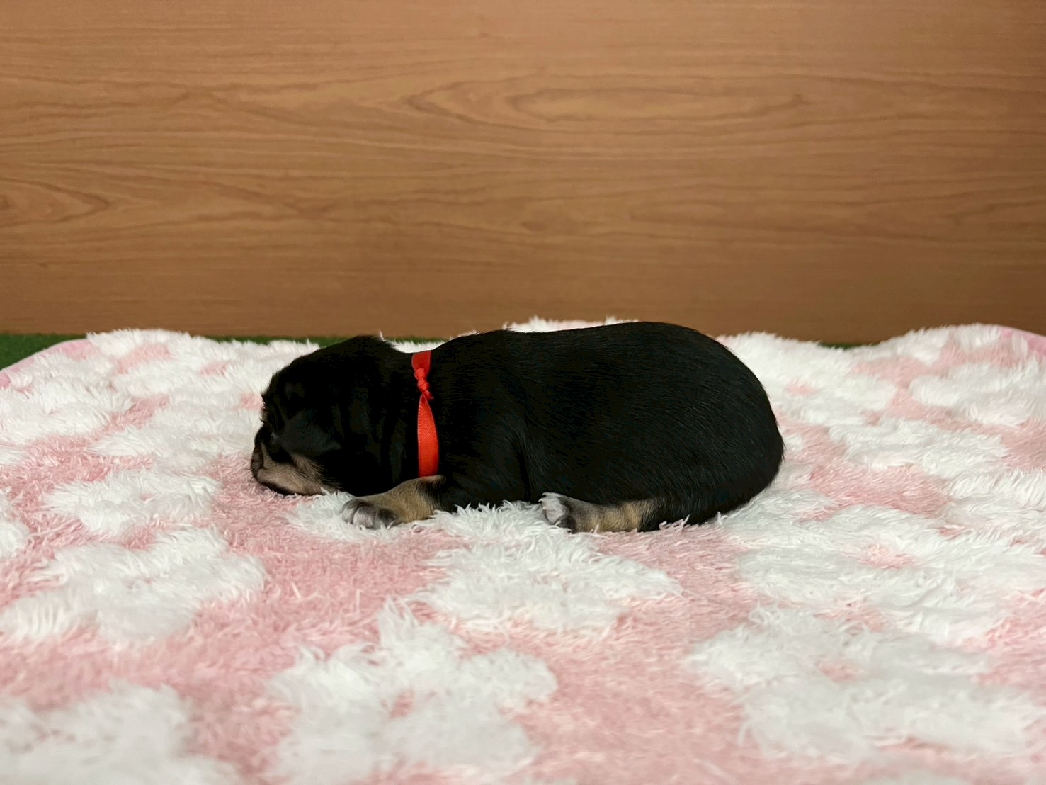 赤ちゃん写真1-2