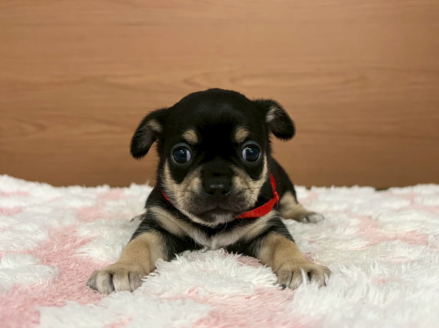 チワワ（スムースコート）