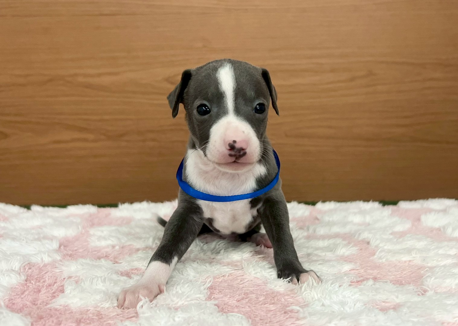 イタリアングレーハウンド