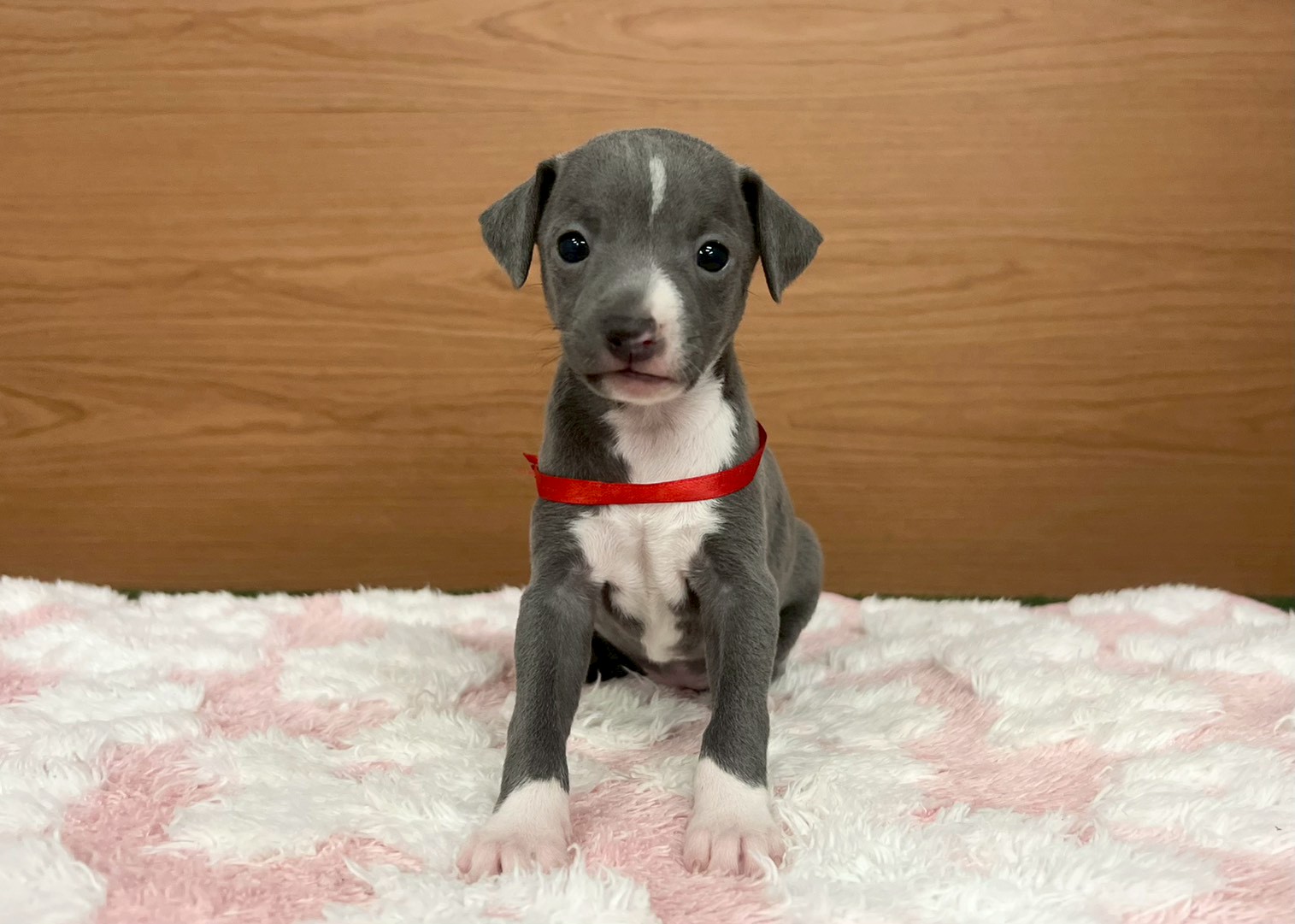 イタリアングレーハウンド