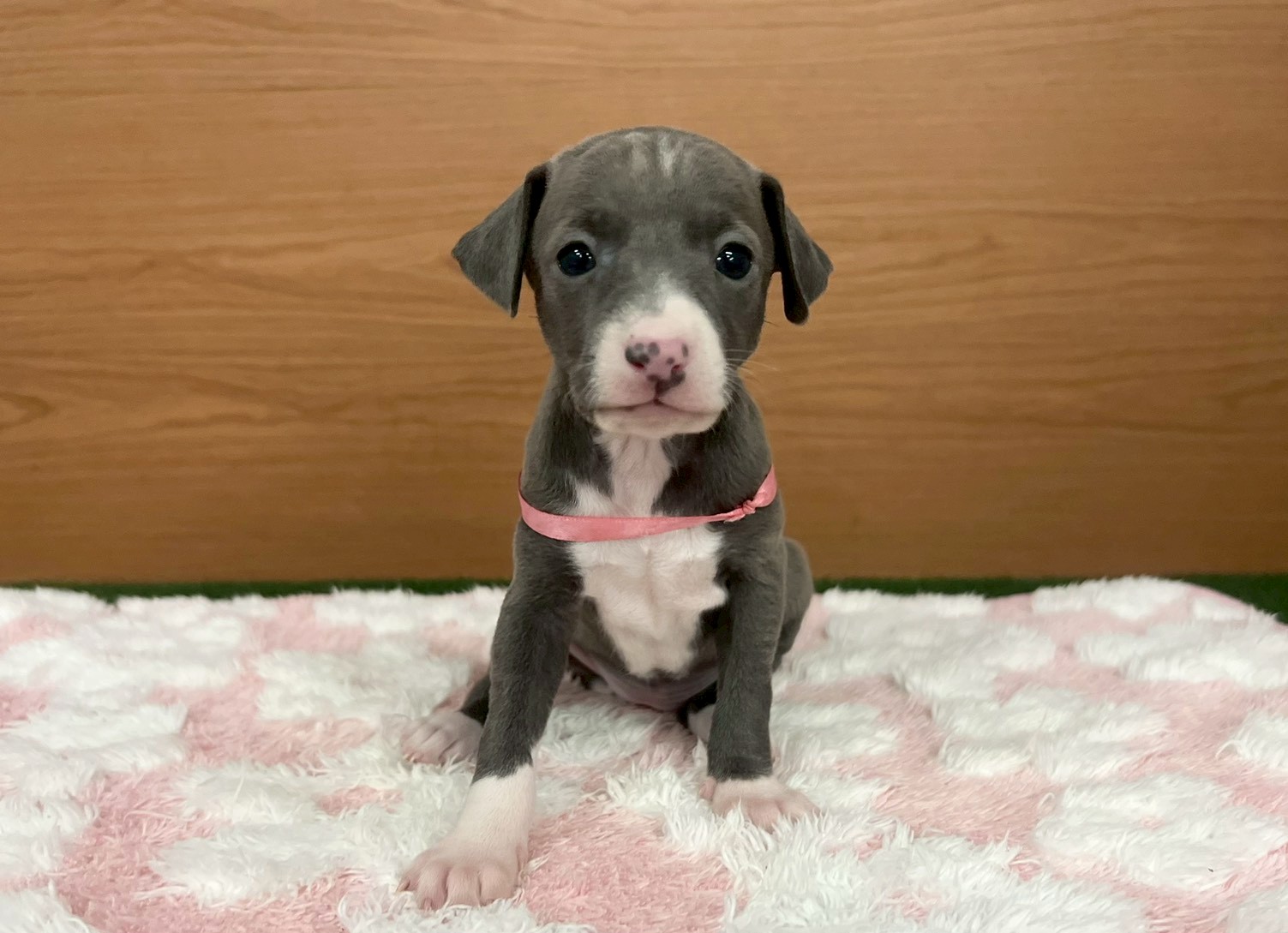 イタリアングレーハウンド