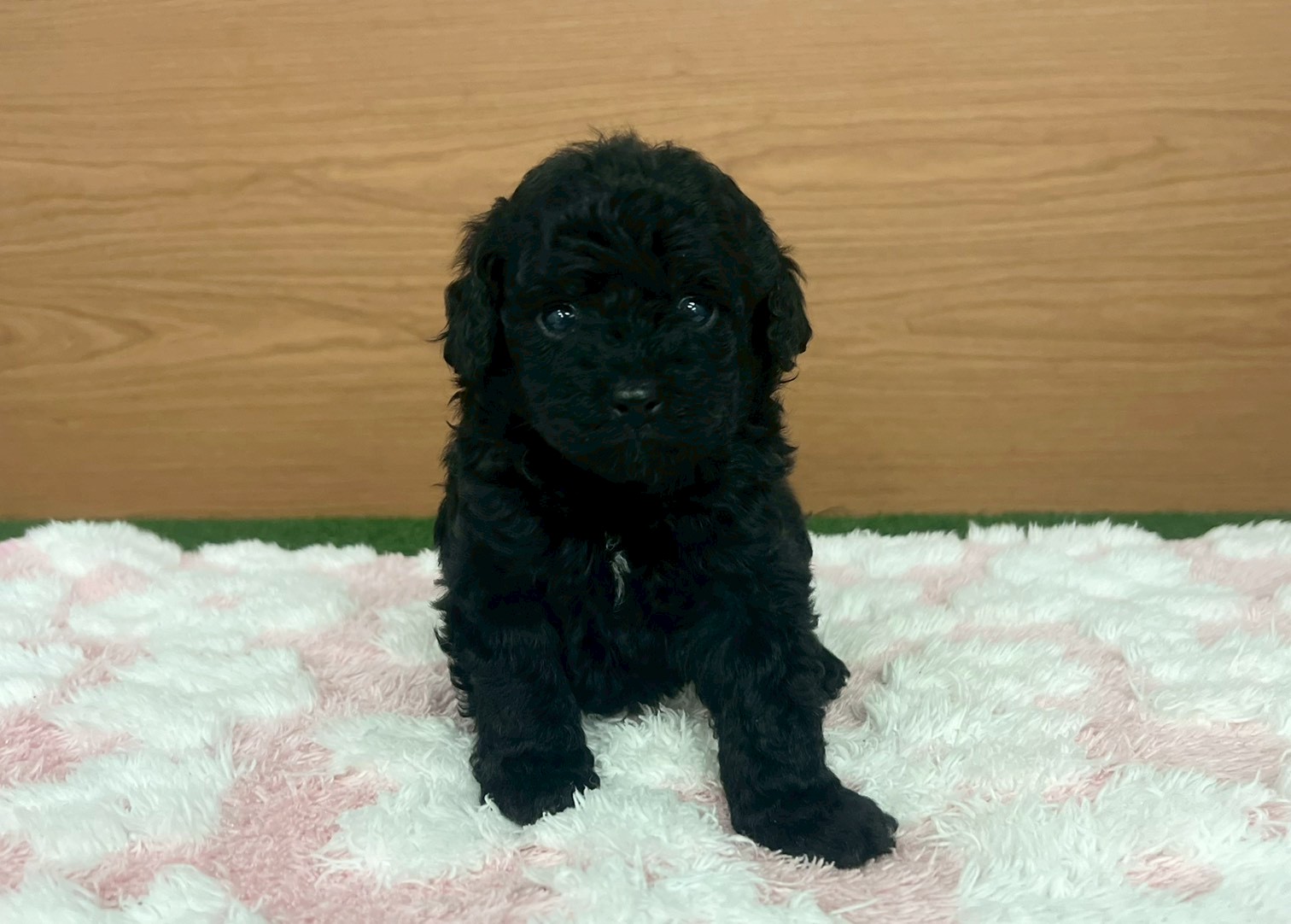 トイ・プードル