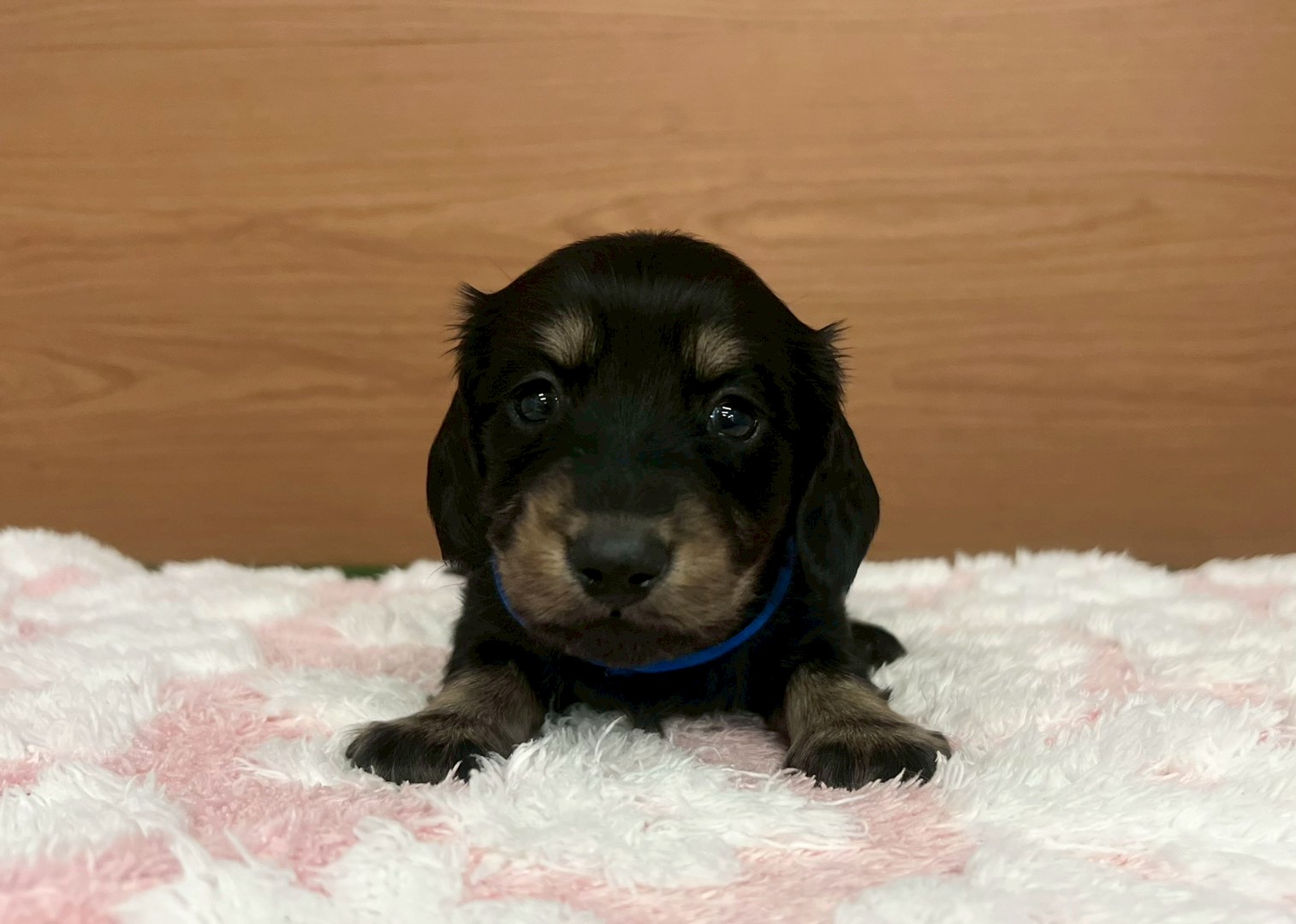 ミニチュア・ダックスフンド