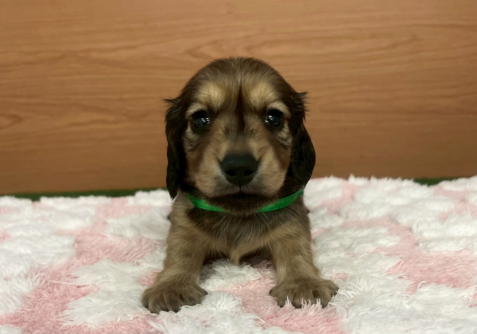 ミニチュア・ダックスフンド