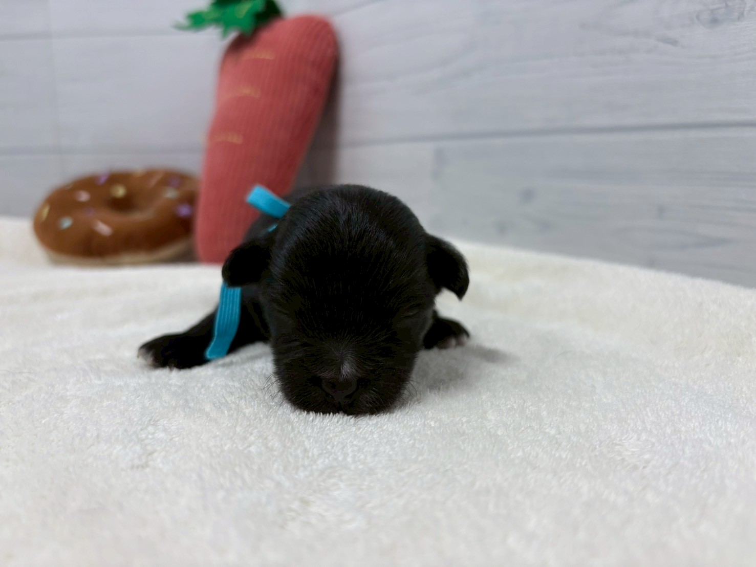 赤ちゃん写真1-1