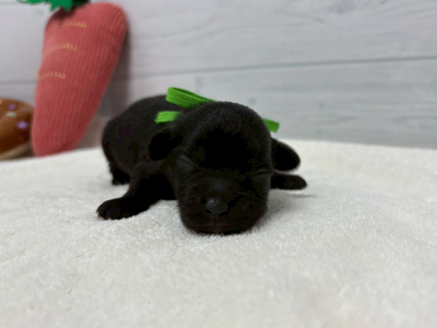 赤ちゃん写真1-1