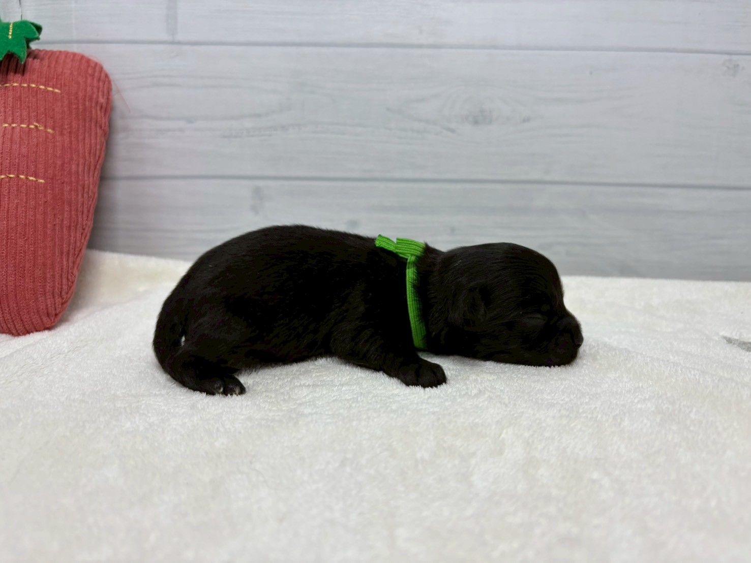 赤ちゃん写真1-2