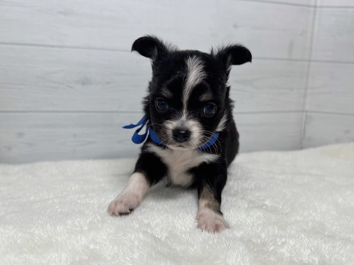 チワワ（ロングコート）