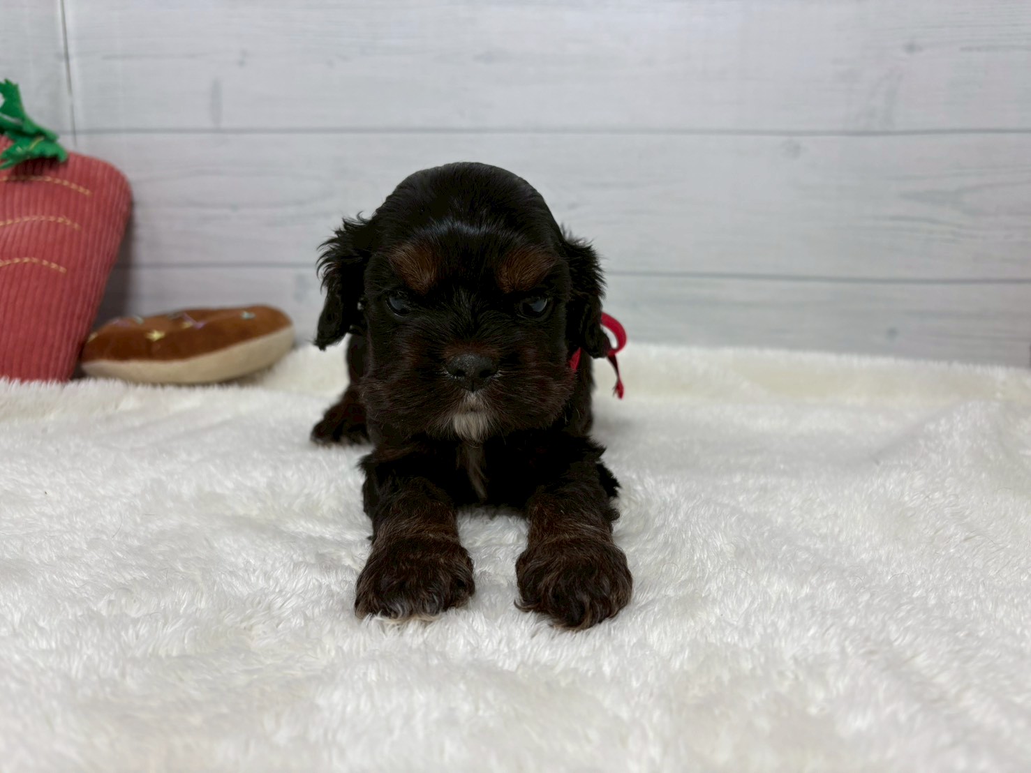 アメリカン・コッカースパニエル