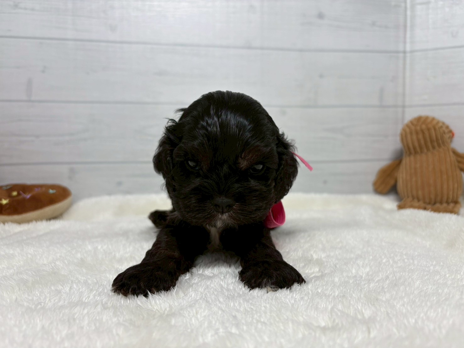 アメリカン・コッカースパニエル