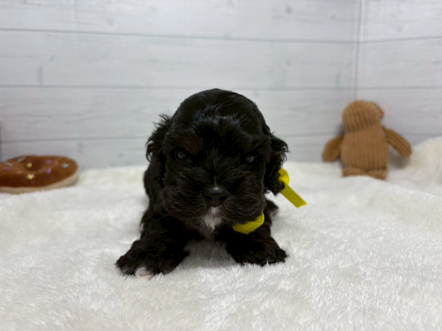 アメリカン・コッカースパニエル