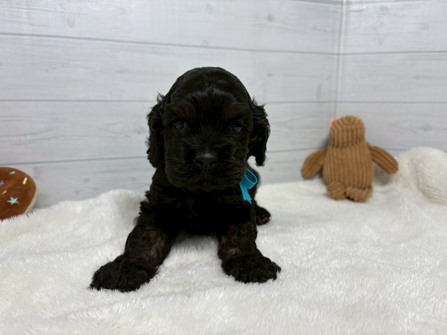 アメリカン・コッカースパニエル