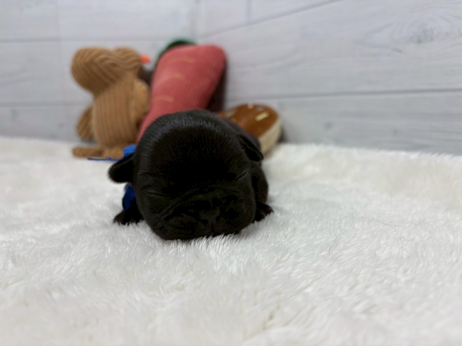 フレンチブルドッグ