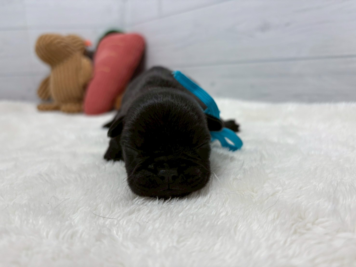 赤ちゃん写真1-1
