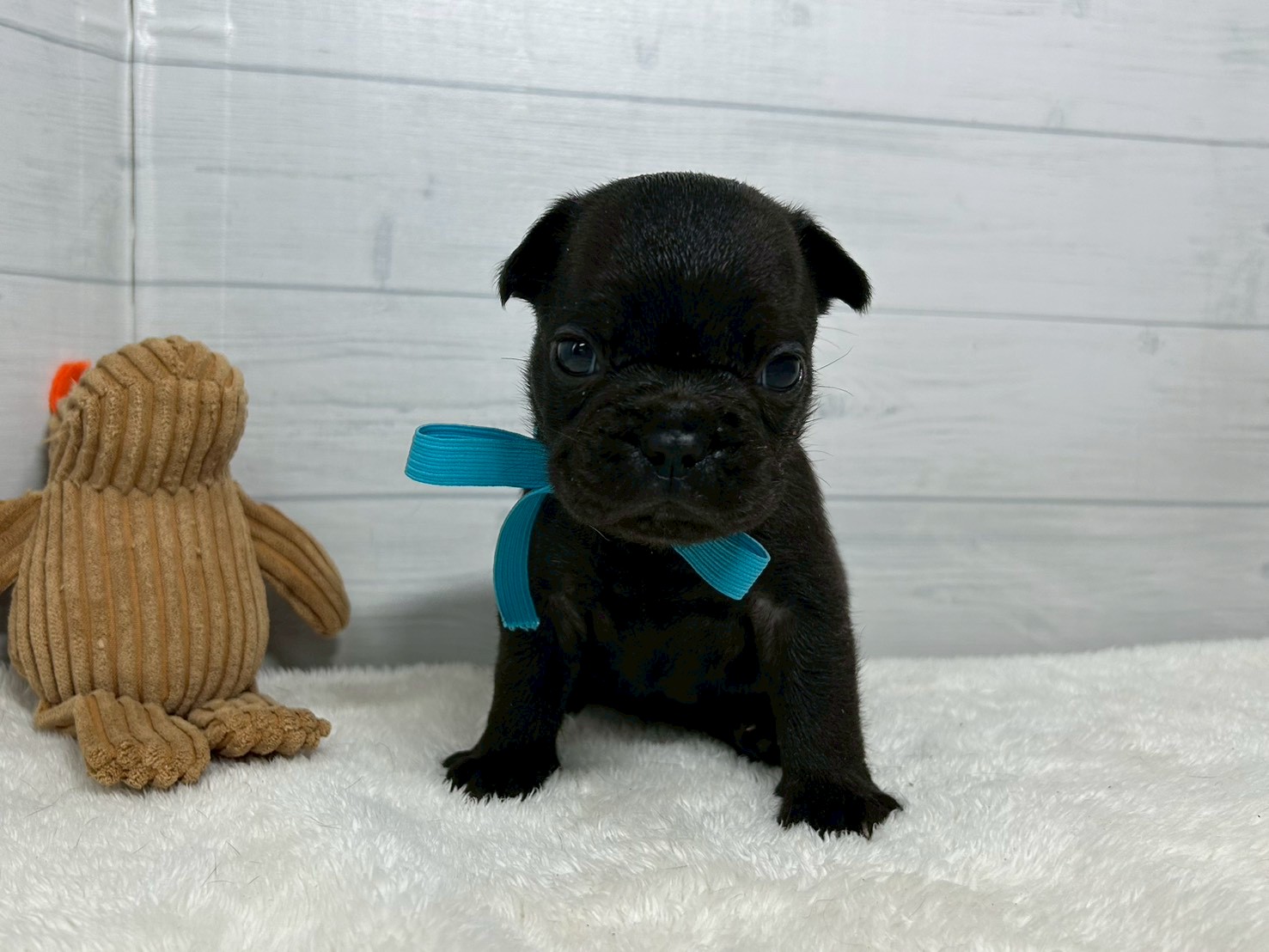 フレンチブルドッグ